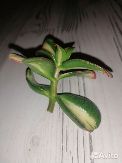 Крассула Ретурн оф Бьюти