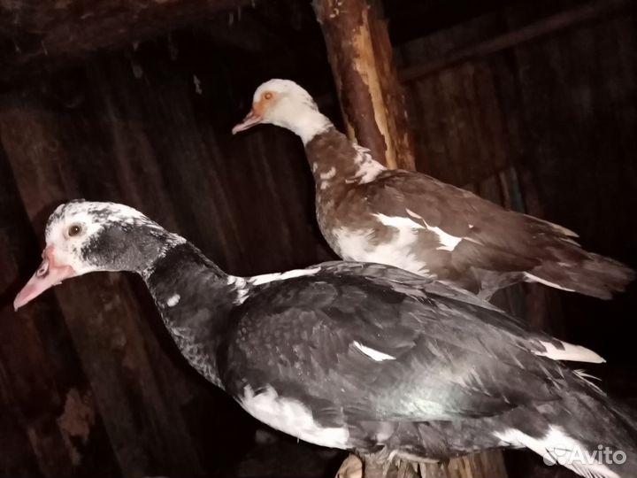 Мускусные утки индоутки индоутята