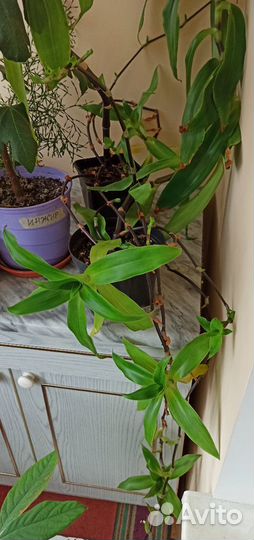 Золотой Ус - Каллизия душистая,цветущая