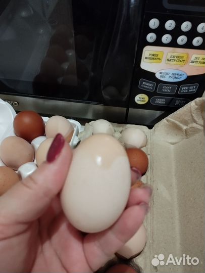 Домашние куриные яйца