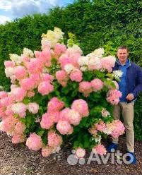 Гортензия фантом