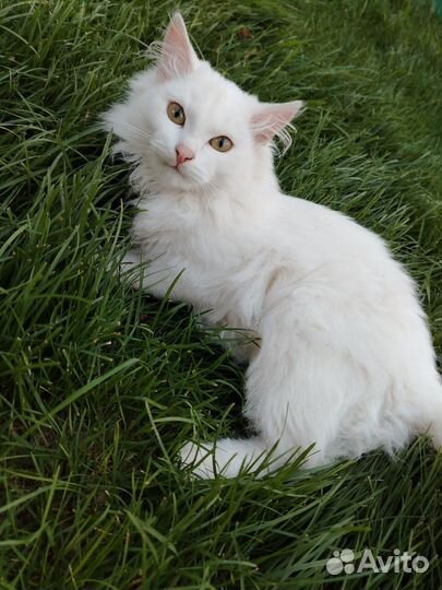 Отдам кота в добрые руки