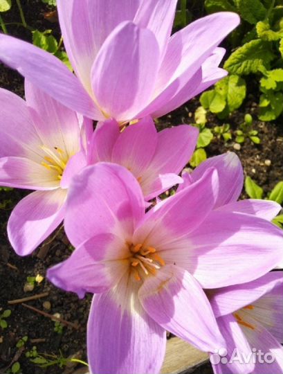 Безвременник