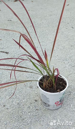 Самый красивый злак Императа Ред Барон