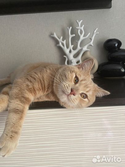 Вязка
