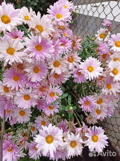 Хризантема