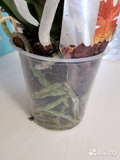 Орхидея фаленопсис Natnes