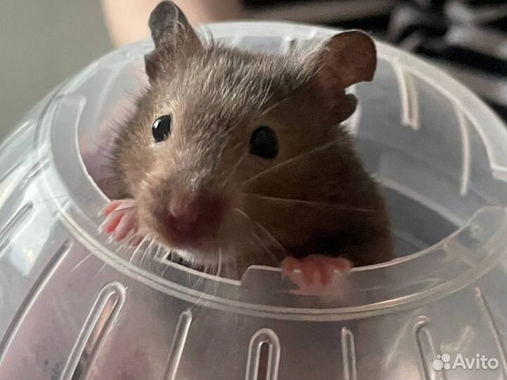 Сирийский хомяк с клеткой