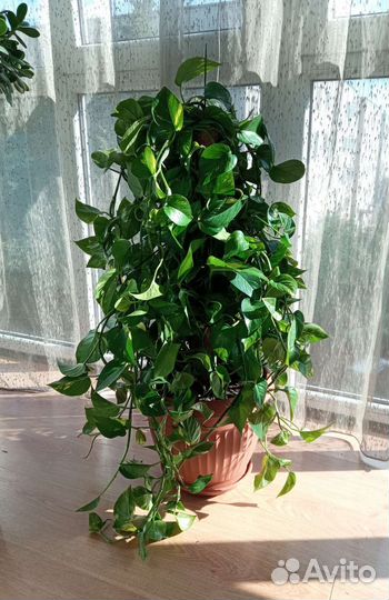 Эпипремнум золотистый сциндапсус, растение