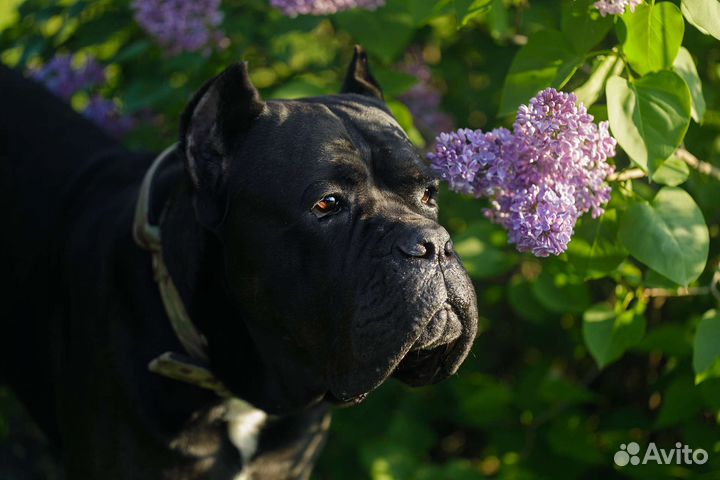 Кане Корсо вязка