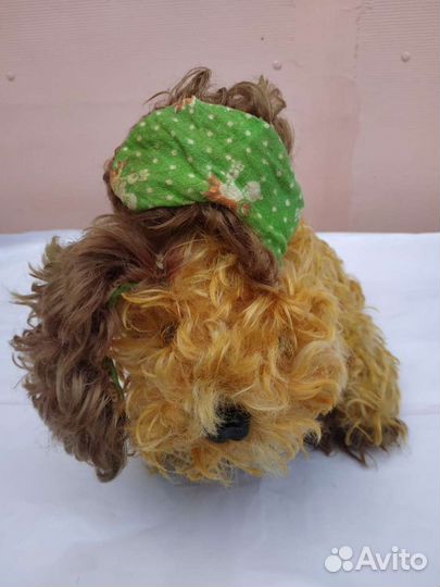 Собака СССР