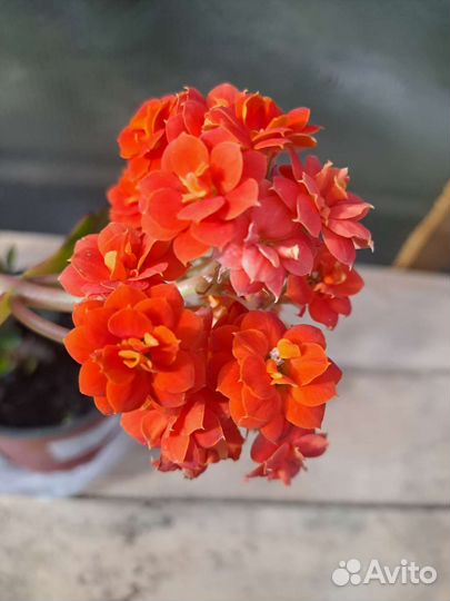 Каланхоэ черенки