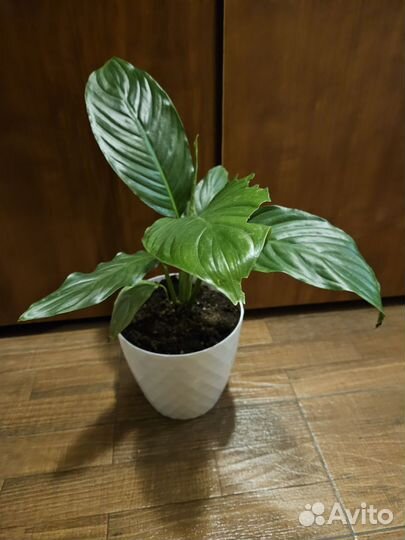 Спатифиллум