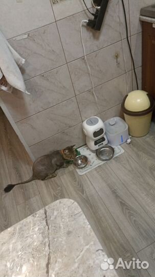 Отдам кота в добрые руки