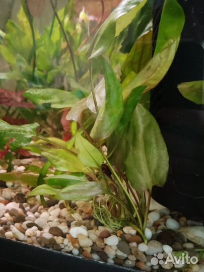 Аквариумные растения