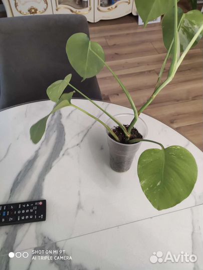 Монстера вариегатная