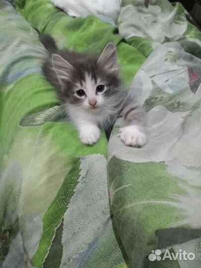 Очаровательные котята