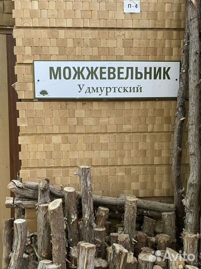 Можжевельник в ассортименте