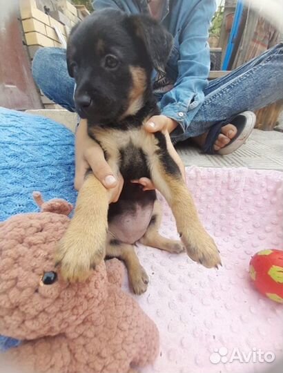 Ищет дом щенок не крупной Собаки Мишель