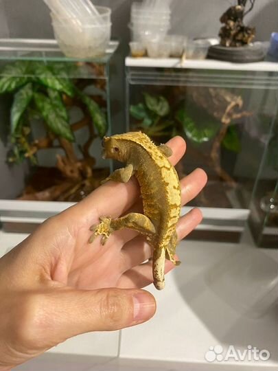 Реснитчатый бананоед