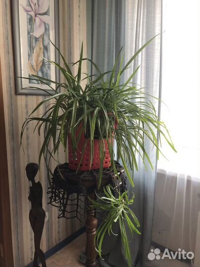 Хлорофитум