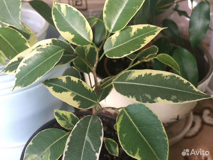 Фикус Бенджамина Кинки
