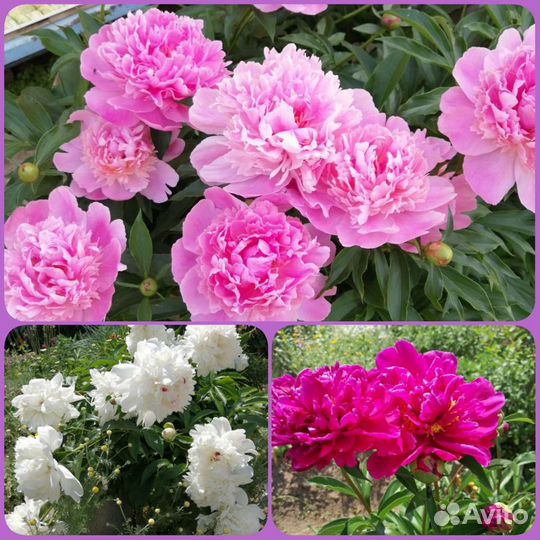 Многолетние цветы и кустарники