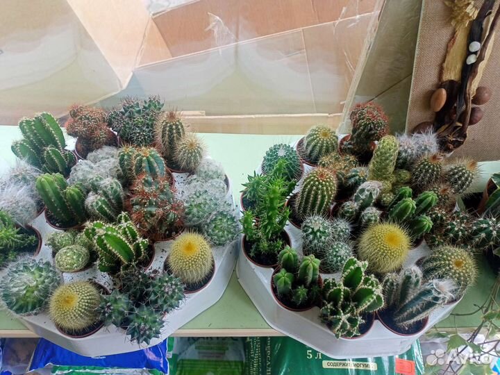 Роза и гипсофила в Томске с доставкой