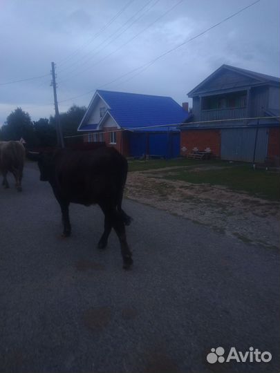 Корова телка