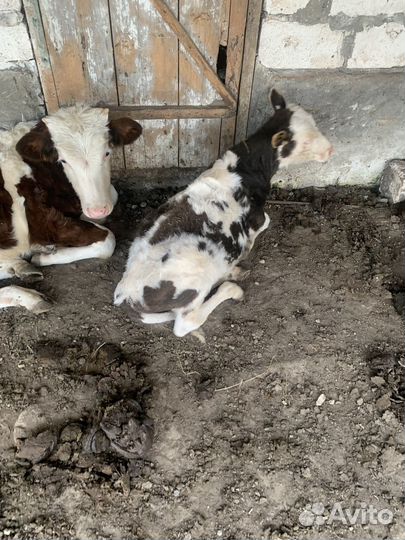 Бычок Сементал