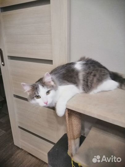 Кошка в добрые руки