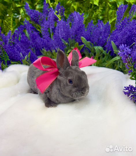 Плюшевый кролик рекс