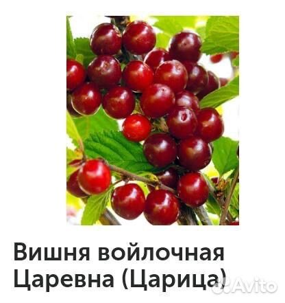 Вишня саженцы