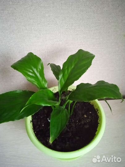 Спатифиллум