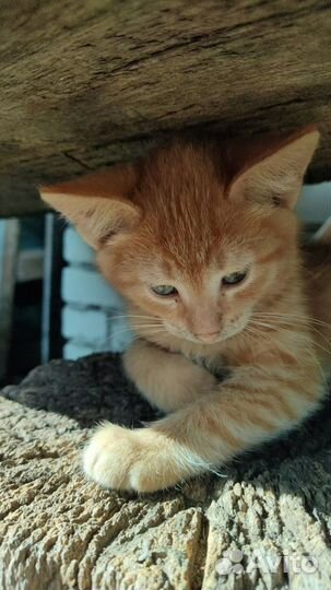 Кошка в дар