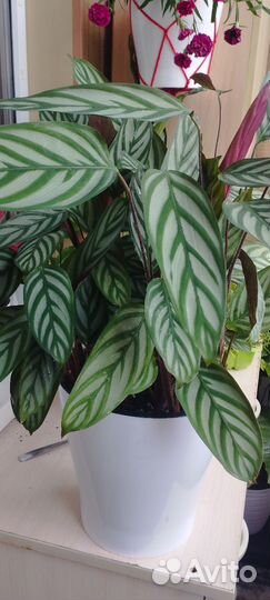 Комнатные растения цветы