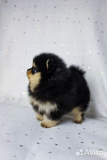 Красотки и красавчики Померанского Шпица