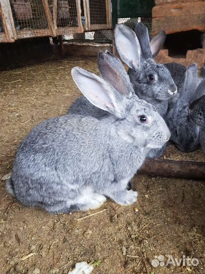Кролики шиншила