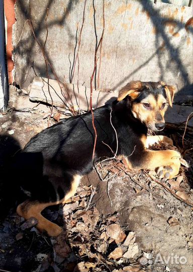 Щенки подростки в добрые руки