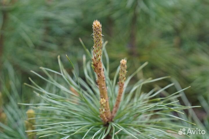 Саженцы сосна кедровая сибирская и корейская