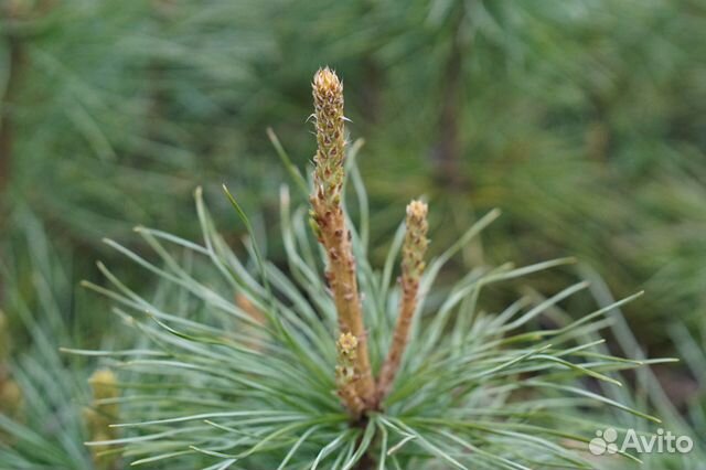 Саженцы сосна кедровая сибирская и корейская