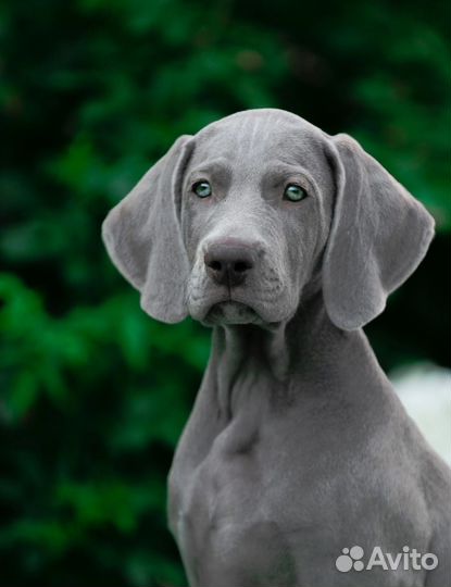 Щенки веймаранера