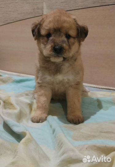 Пудель & Шпиц