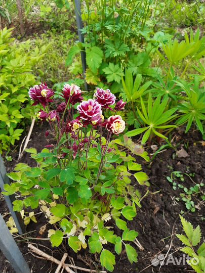 Многолетники. Аквилегия, пионы, хоста и др