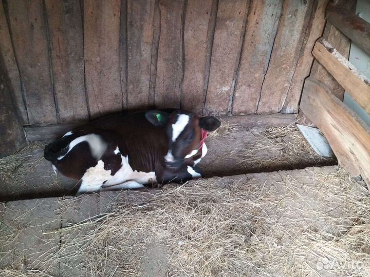 Продается телочка