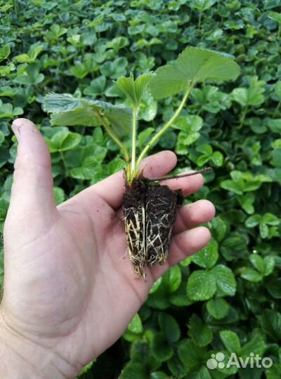 Рассада клубники