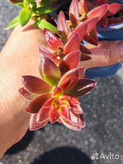 Крассула Капителла Кэмпфайер - Crassula Campfire