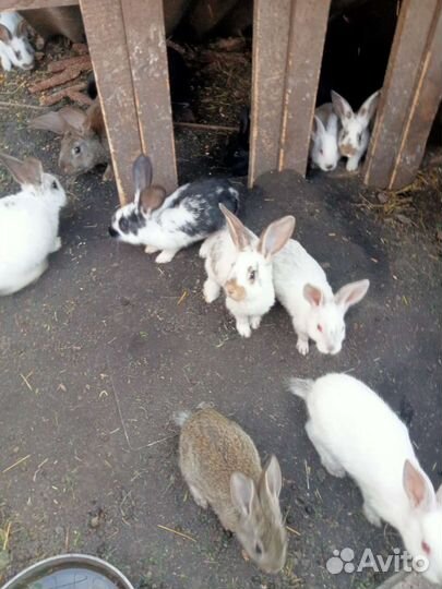Продам крольчат