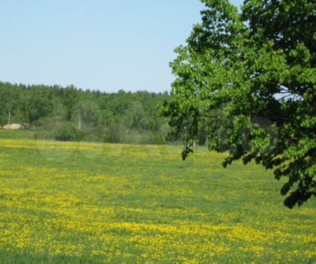 Участок 1,31 га (ИЖС)