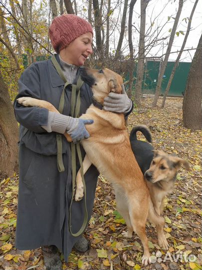 Выгулять собаку